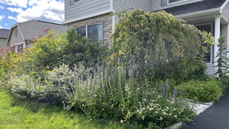 How to get rid of ticks from your yard.