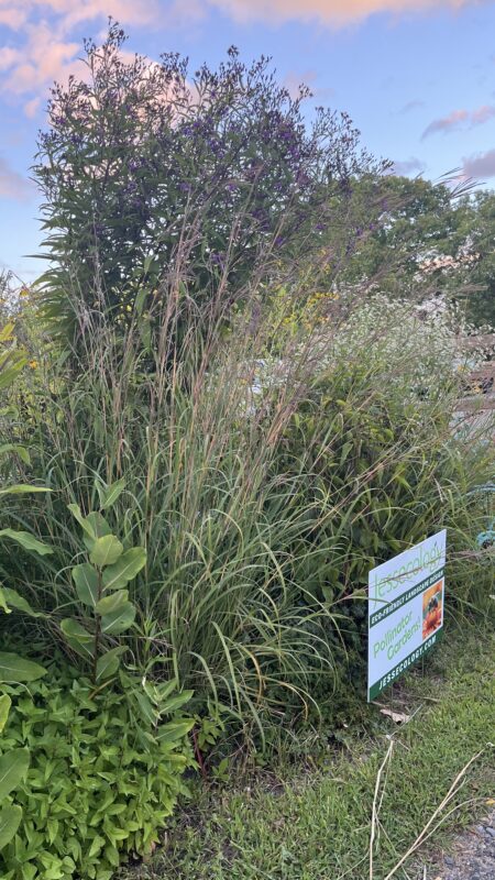 Big Bluestem grass is a mainstay of native gardens.
