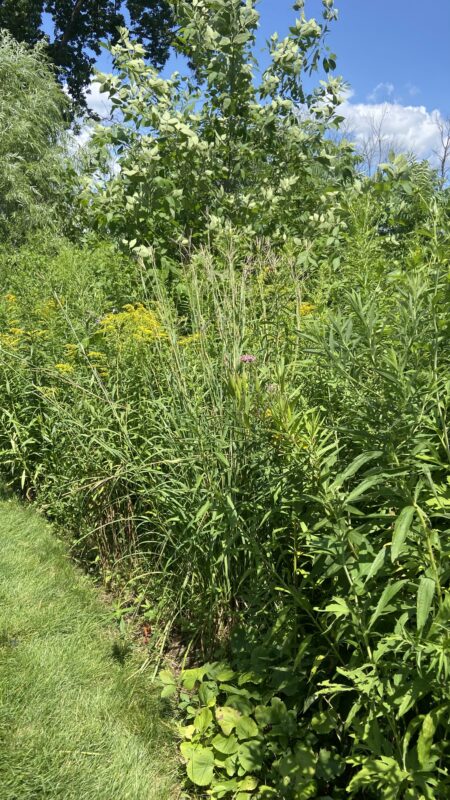 Big Bluestem grass in a good situation.