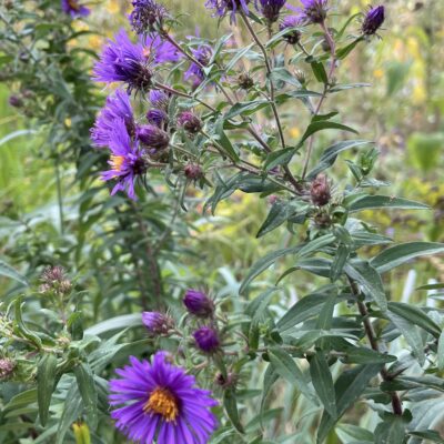 New England Aster is purple.