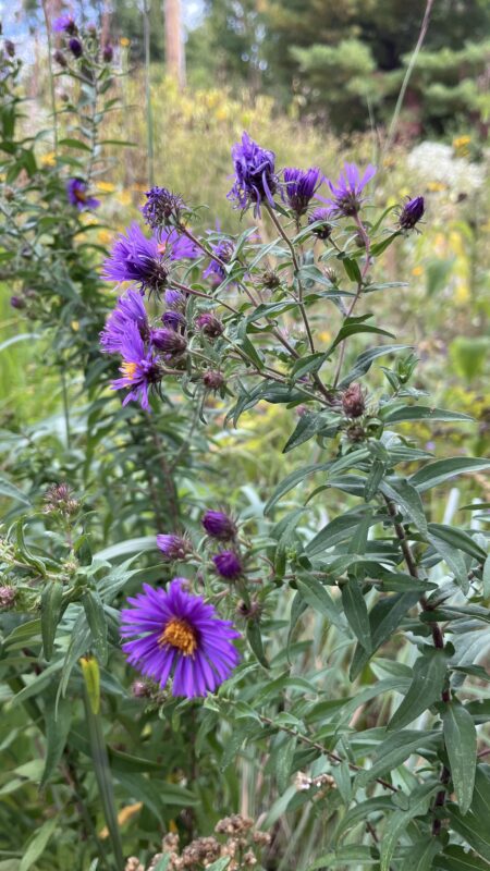 New England Aster is purple.