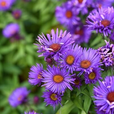 Smooth Blue Aster is so pretty!