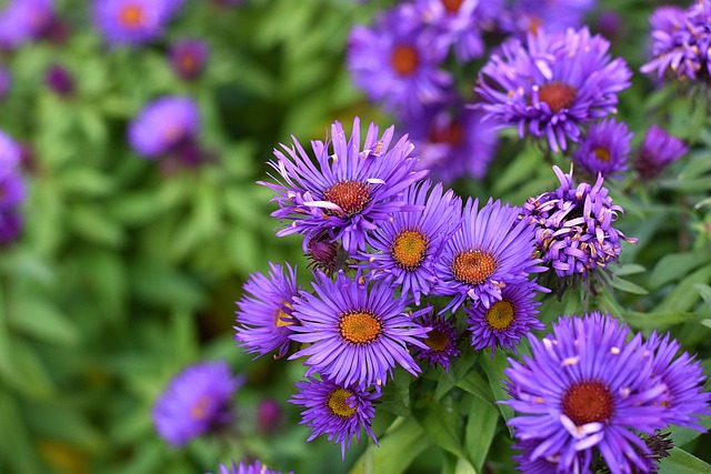 Smooth Blue Aster is so pretty!