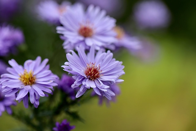 Smooth Aster (Symphyotrichum laeve).