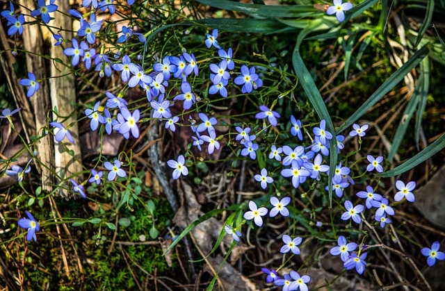 Bluets sparkle in the sun.