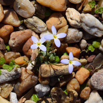 Bluets are so cute!