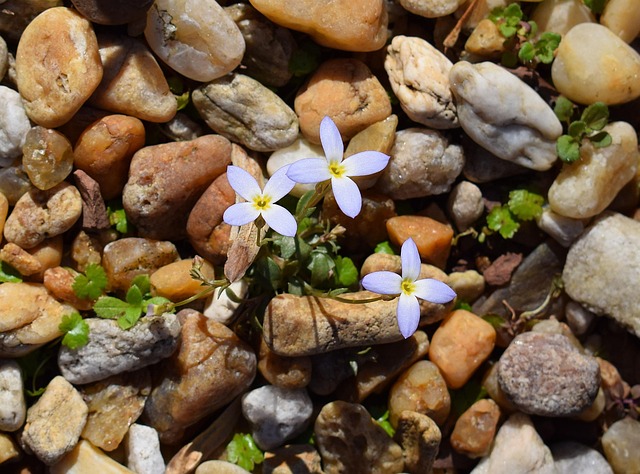 Bluets are so cute!