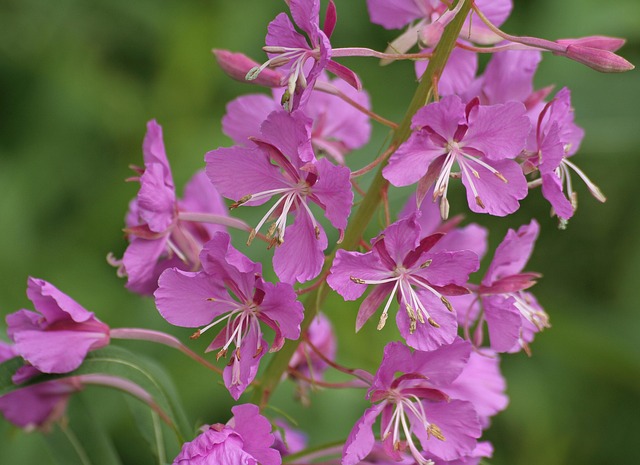 Fireweed (Epilobium angustifolium) is a beautiful wildflower pioneer species.