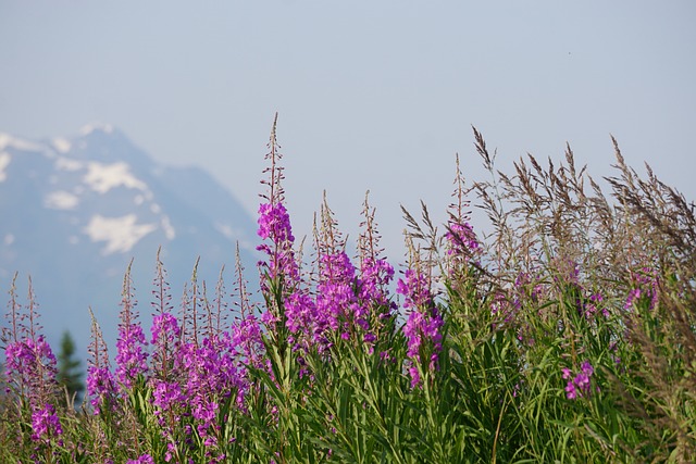 A rare international wildflower.