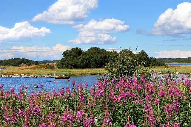 Fireweed (Epilobium angustifolium) is great at fixing disturbances.