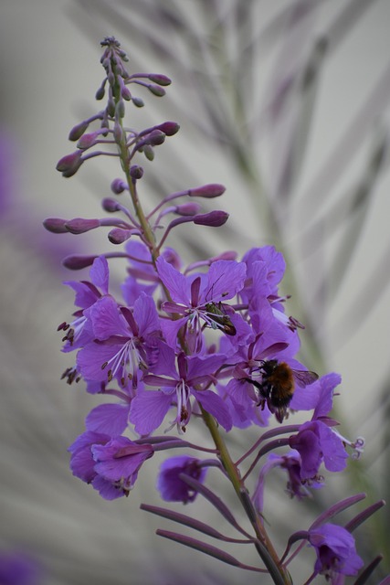 Bees love Fireweed (Epilobium angustifolium) too.