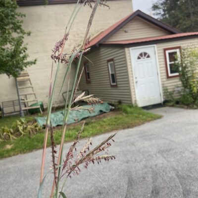 Big Bluestem seedheads in silouette.