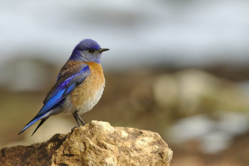 Attracting and supporting Bluebirds to a property is considered the height of bird garden sophistication.
