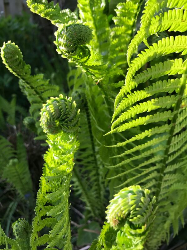 Ostrich "Fiddlehead" ferns are beautiful.