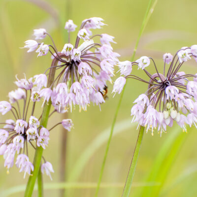 Plant onions in the fall- Nodding Allium.