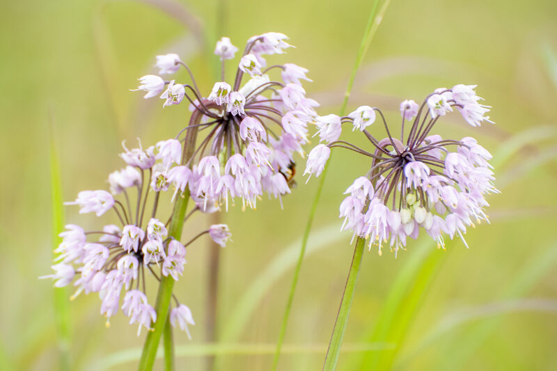Plant onions in the fall- Nodding Allium.