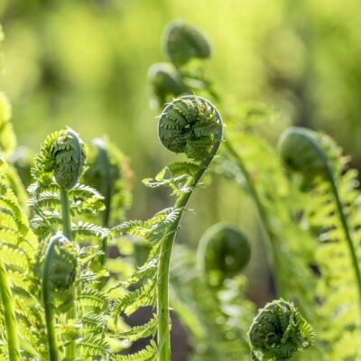 Fiddleheads are so cute.