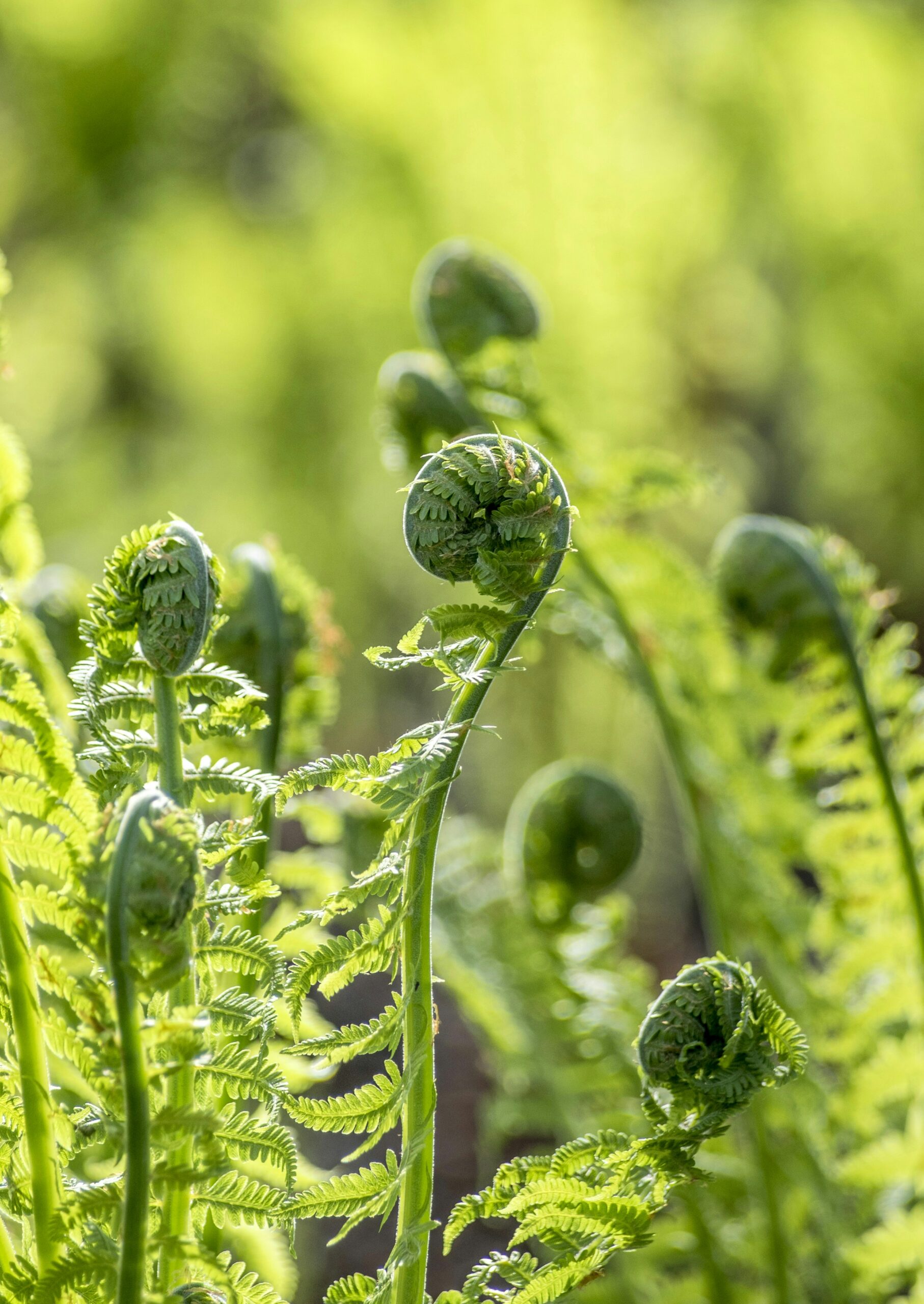 Fiddleheads - Jessecology