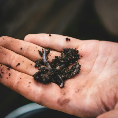 Best DIY potting soil mix includes worm castings!