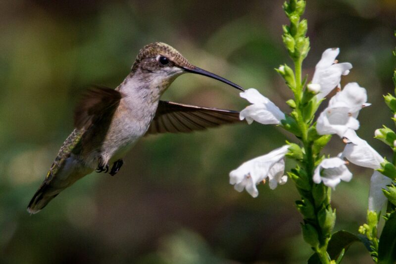 Hummingbirds love Obedient Plant!