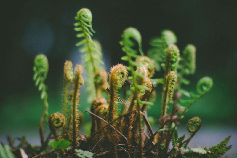 Young fiddleheads are small.