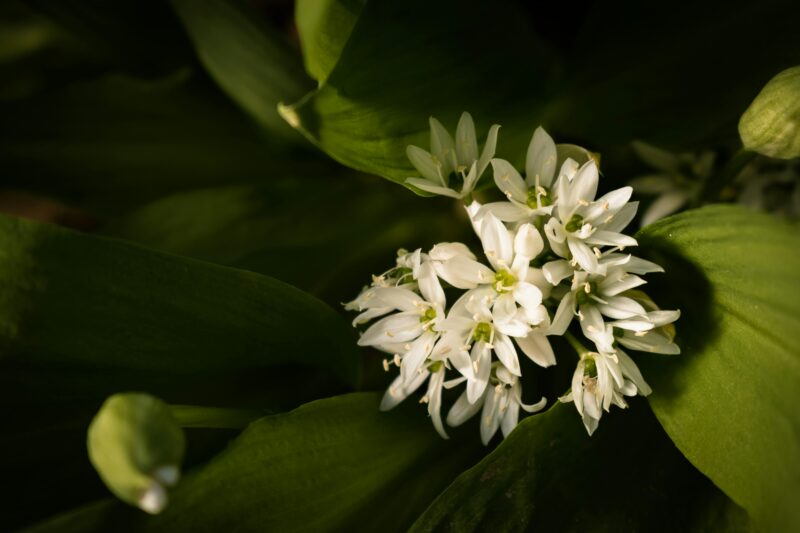 plant wild onions in fall.