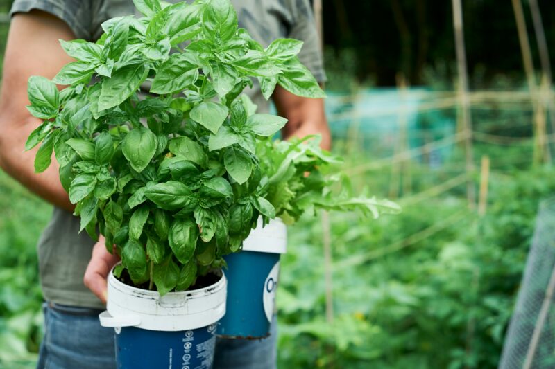 Basil is a plant that repels mosquitoes.