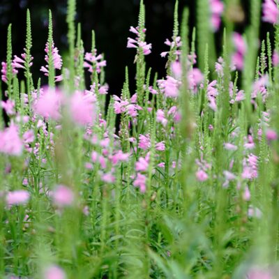Fall Obedient Plant.
