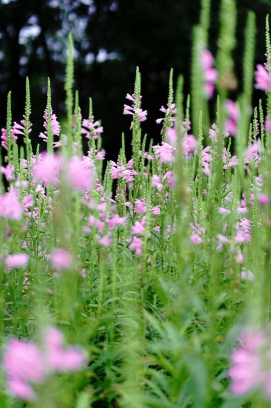 Fall Obedient Plant.