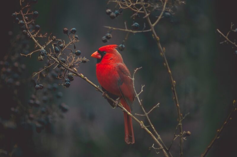 Cardinal in the bird gardens.