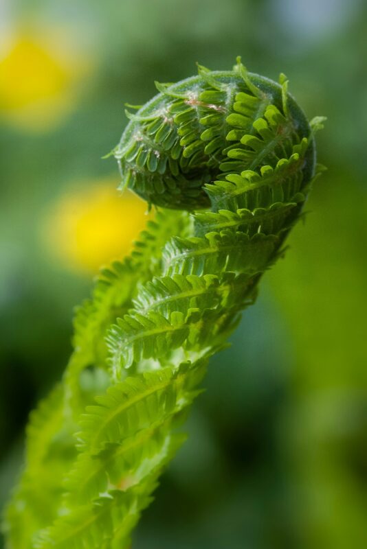 This fiddlehead is so adorbs.