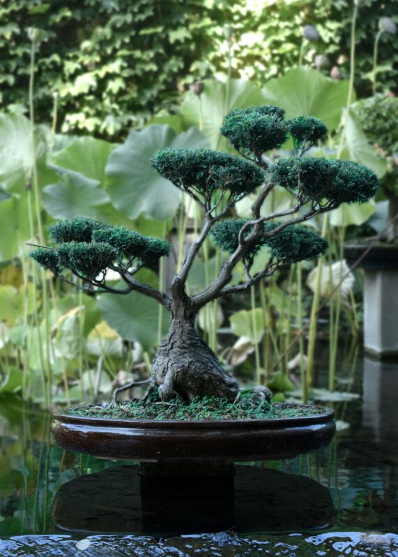 Bonsai beauty.