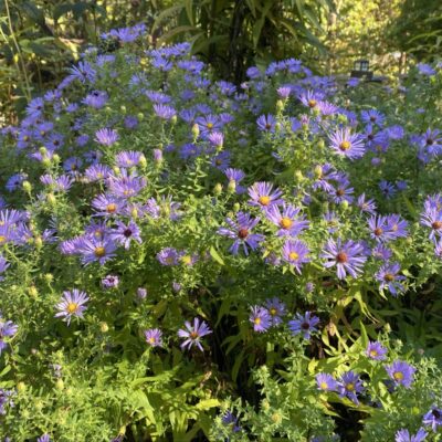 Aromatic Aster is the best Aster, subjectively.