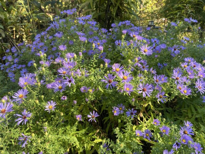 Aromatic Aster is the best Aster, subjectively.