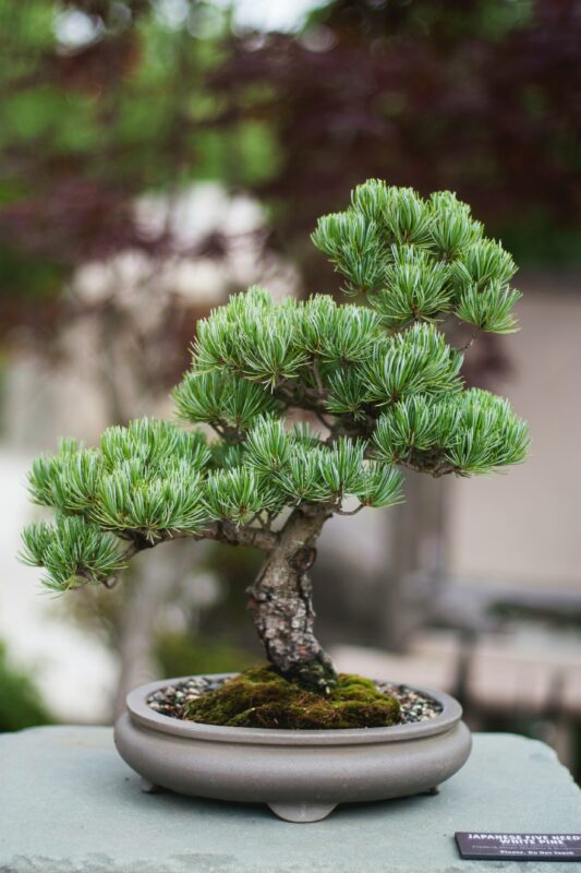 Bonsai tree care with cute baby White Pine.