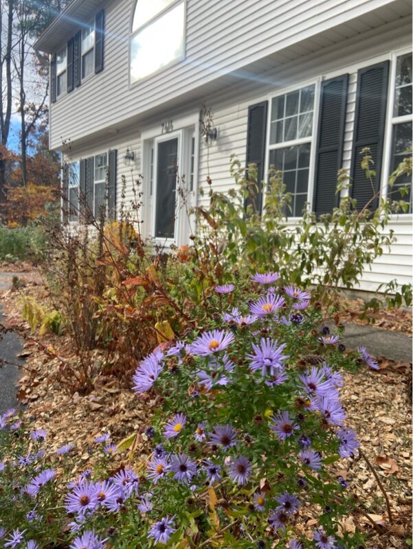 Symphyotrichum oblongifolium flowers long after other wildflowers have gone to seed.