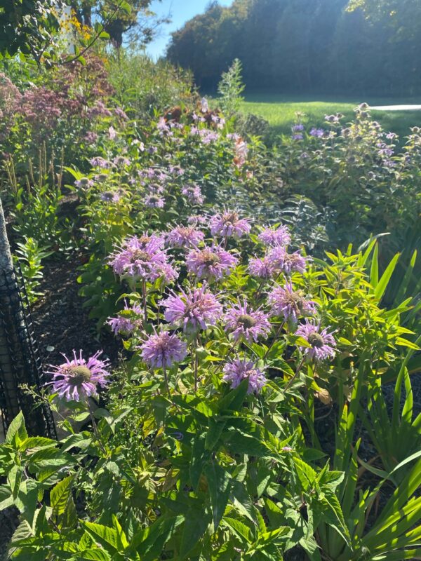 Wild Bergamot (Monarda fistulosa) in a pollinator garden.