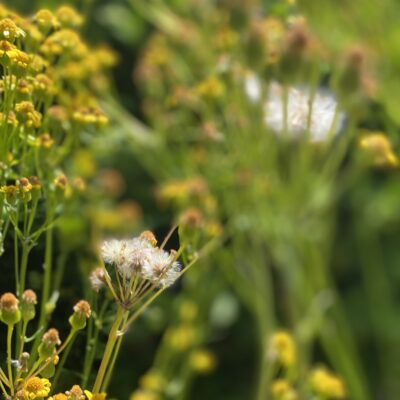 Golden Ragwort (Packera aurea) blooming in May.