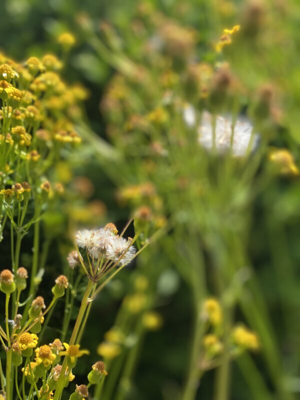 Golden Ragwort (Packera aurea) blooming in May.