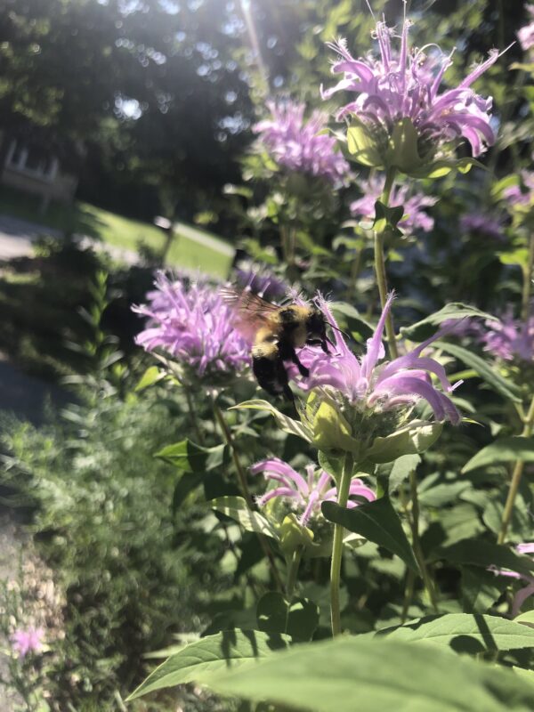Monarda fistulosa for the win.