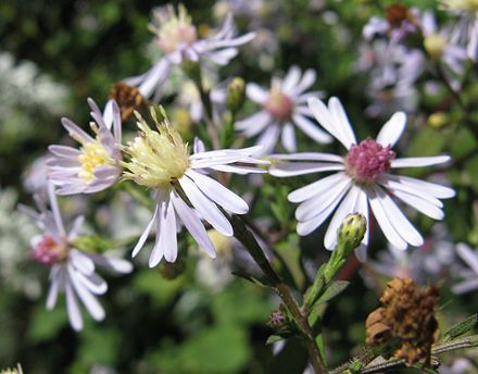 Bluewood Aster (Symphyotrichum cordifolium)