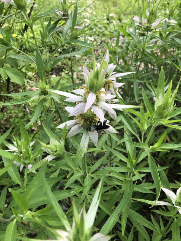 Monarda punctata Spotted Horsemint