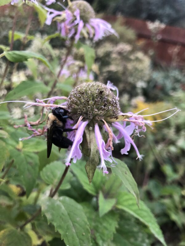 Monarda fistulosa in its later days.