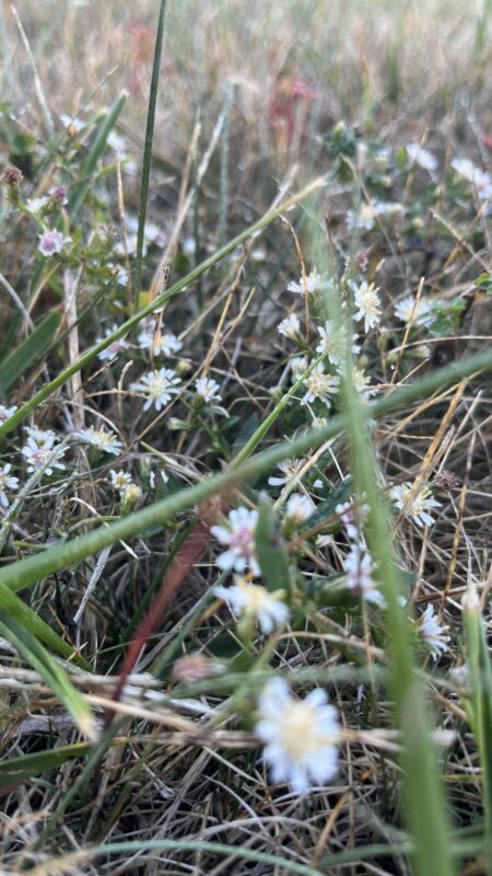Heartleaf Aster (Symphyotrichum cordifolium) is a perfect fit for lawns.