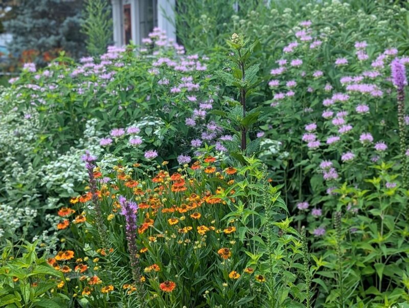 Wild Bergamot + friends.