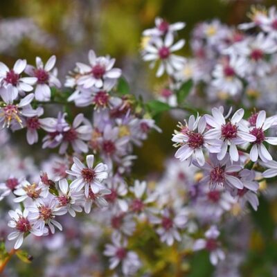 Bluewood Aster (Sym. cordifolium) up close.