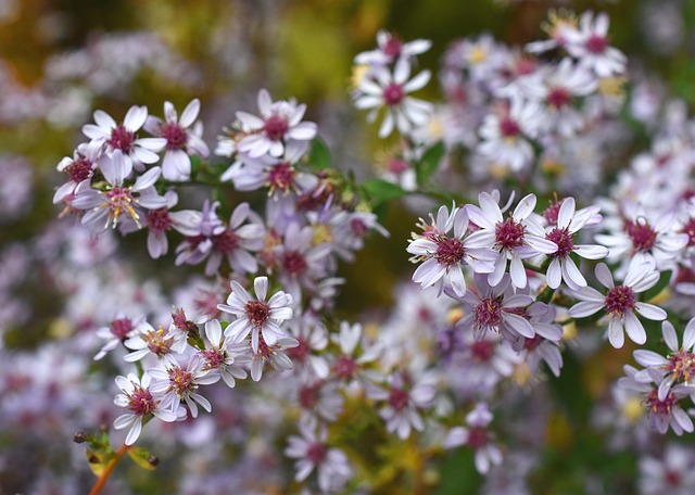 Bluewood Aster (Sym. cordifolium) up close.