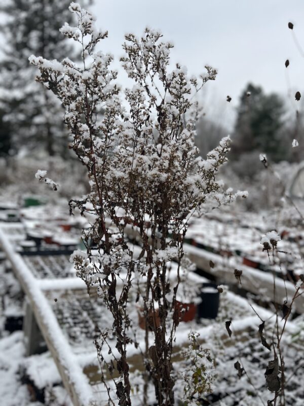 This wildflower is so pretty!