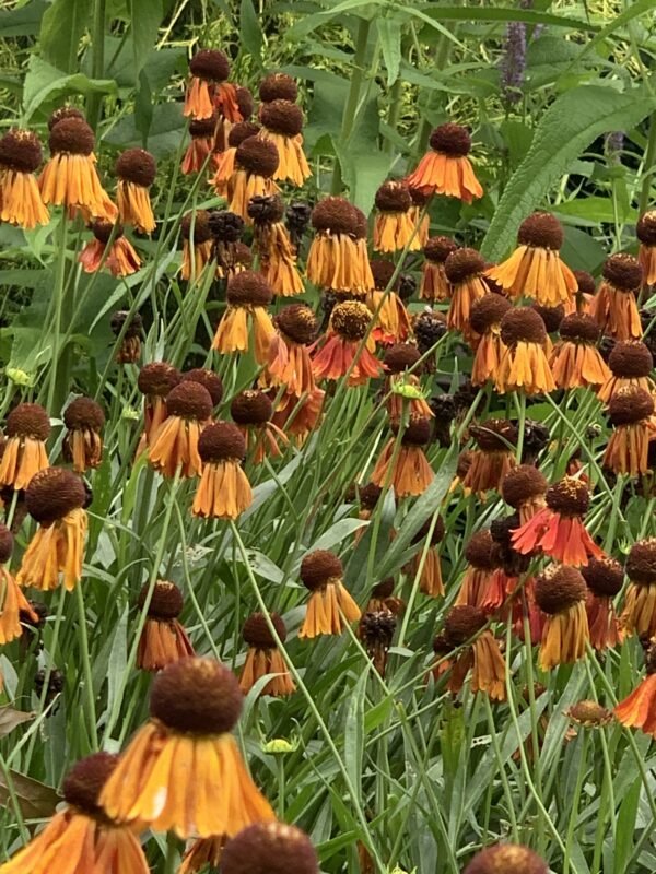 Sneezeweed (Helenium autumnale) has bright colors.