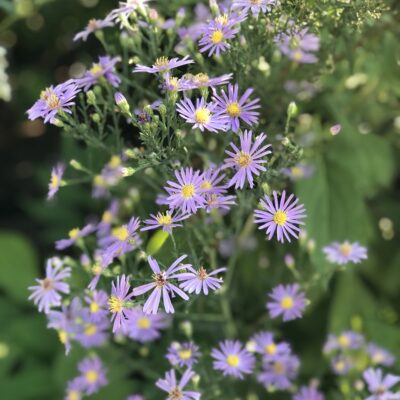 Smooth Blue Aster is so pretty!